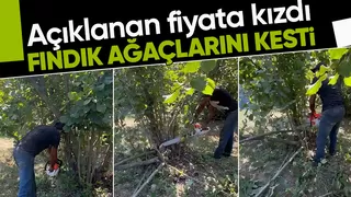 Fındık para etmiyor diyerek ağaçları kesti