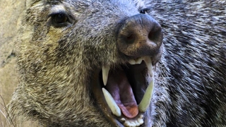 Fındık toplarken domuz saldırdı