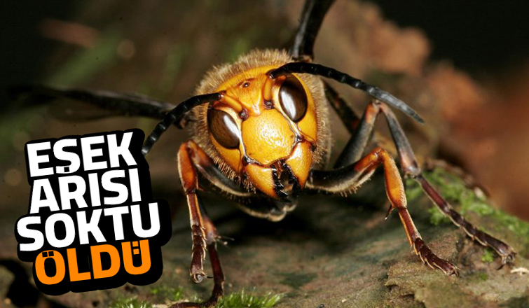 Fındık toplarken eşek arısı soktu öldü