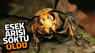 Fındık toplarken eşek arısı soktu öldü