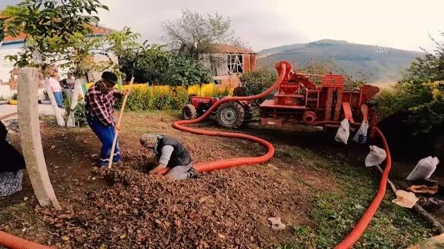 Fındık toplayıp aile bütçelerine katkı sağlıyorlar