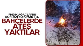 Fındık üreticinin zirai donla imtihanı