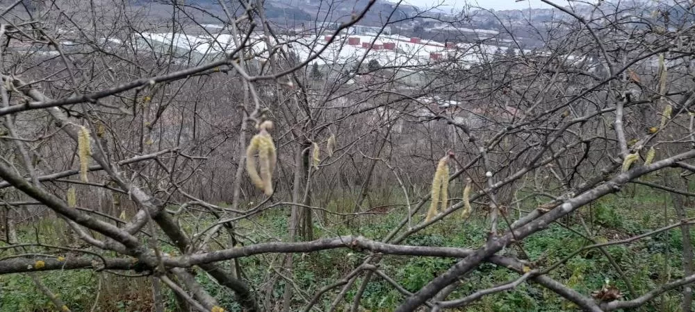 Fındık üreticisi dört gözle kar yağışı bekliyor