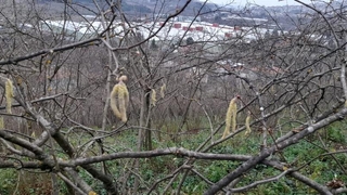 Fındık üreticisi dört gözle kar yağışı bekliyor