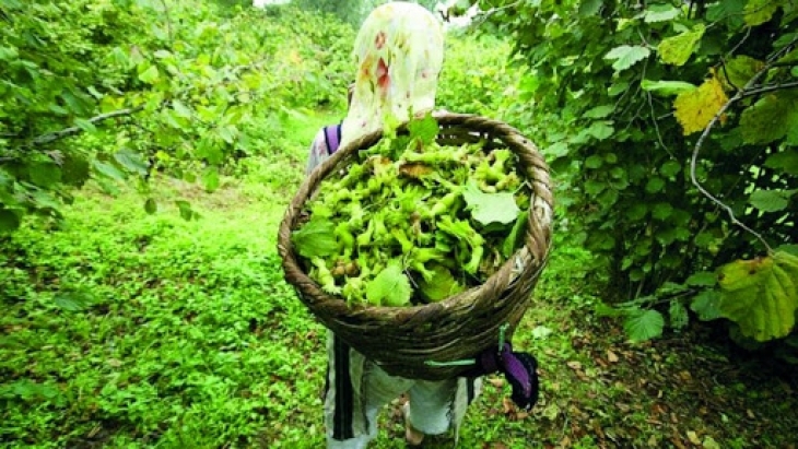 Fındık yevmiyesi belli oldu