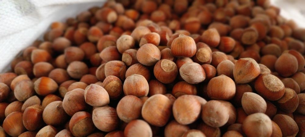 Fındık yükselişte