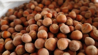 Fındık yükselişte