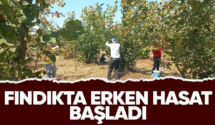 Fındıkçı hasada başladı