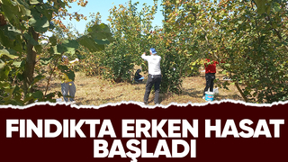 Fındıkçı hasada başladı