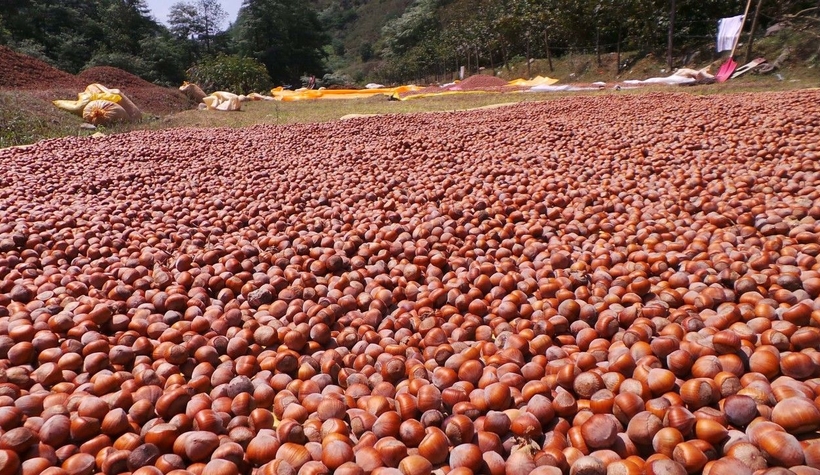 Fındıkçıya kritik uyarı