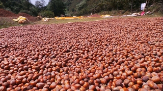 Fındıkçıya kritik uyarı