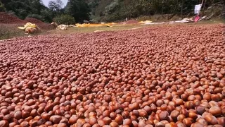Fındıkçıya kritik uyarı