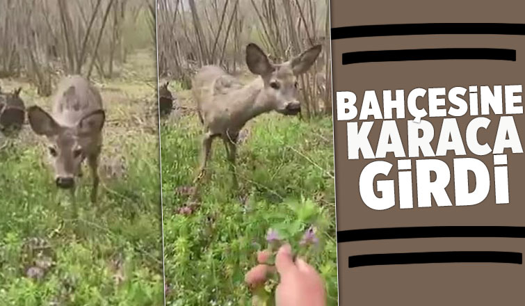 Fındıklığa giren karaca ilgi odağı oldu