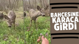 Fındıklığa giren karaca ilgi odağı oldu