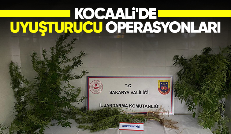 Fındıklıklarında kenevir yetişririrken yakalandılar