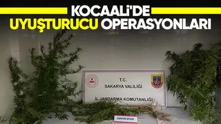 Fındıklıklarında kenevir yetişririrken yakalandılar