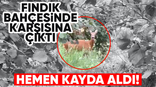 Fındıklıkta karaca ile karşılaştı