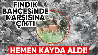 Fındıklıkta karaca ile karşılaştı