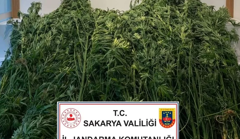 Fındıklıkta kenevir yetiştirmiş