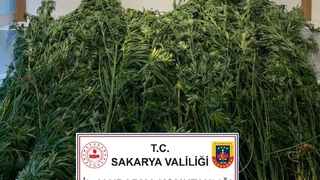 Fındıklıkta kenevir yetiştirmiş