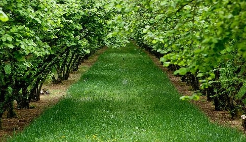 Fındıklıkta nöbet tutarken hırsızların saldırısına uğradı