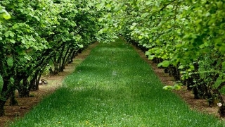 Fındıklıkta nöbet tutarken hırsızların saldırısına uğradı