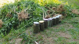 Fındıklıkta uyuşturucu operasyonu