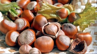 Fındıkta beklenti 30 bin liraydı