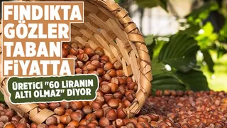 Fındıkta beklenti 60 lira üzeri...
