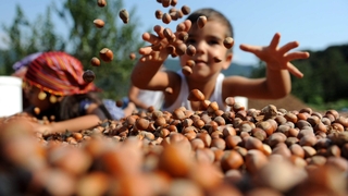 Fındıkta fiyat yükseldi açıklaması