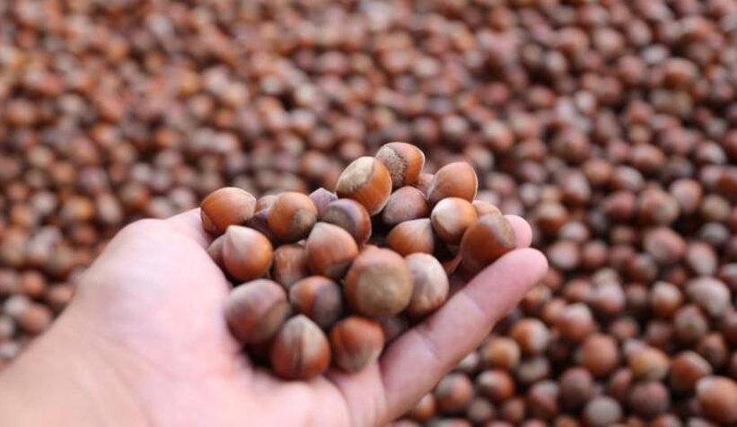 Fındıkta hedef verimliliği en yüksek düzeye çıkarmak