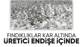 Fındıkta korkutan manzara bahçeler kar altında