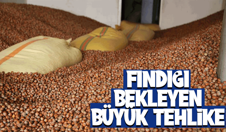 Fındıkta korkutan tahmin