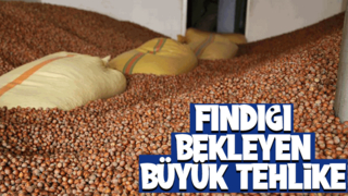 Fındıkta korkutan tahmin