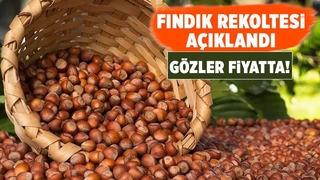 Fındıkta rekolte açıklandı