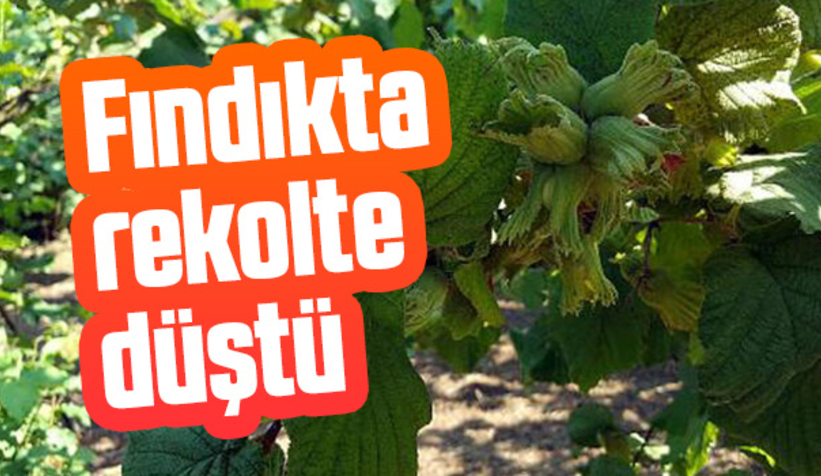 Fındıkta rekolte bu yıl düşük