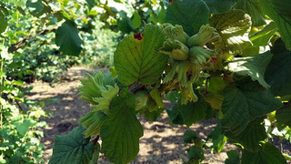 Fındıkta rekolte bu yıl düşük