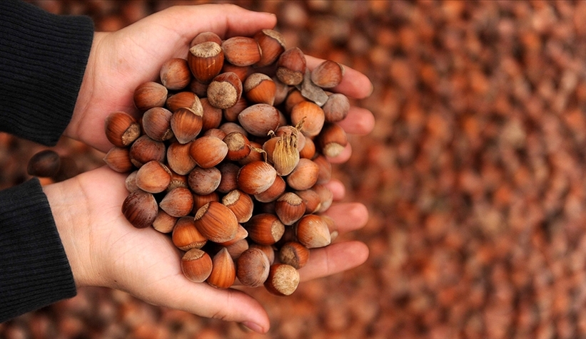 Fındıkta Sakarya ikinci oldu