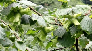 Fındıkta tahmini rekolte belirlendi