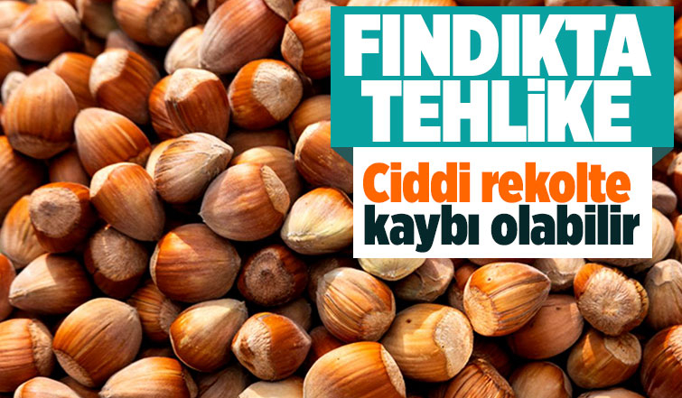 Fındıkta tehlike