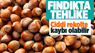 Fındıkta tehlike