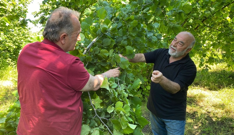 Fındıkta yüzde 40 rekolte kaybı bekleniyor
