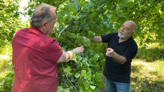 Fındıkta yüzde 40 rekolte kaybı bekleniyor