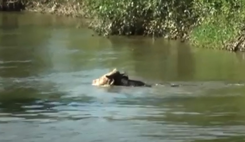 Firar eden kurbanlık 2 km yüzdü