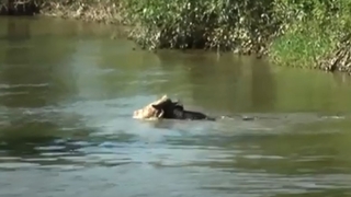Firar eden kurbanlık 2 km yüzdü