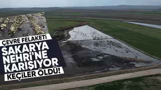 Firmaların atıkları Sakarya Nehri'ne karışıyor