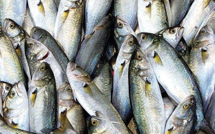 Fırtına lüfer getirdi