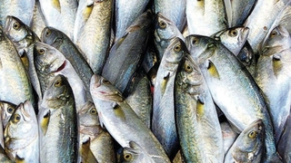 Fırtına lüfer getirdi