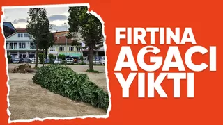 Fırtına parktaki ağacı yıktı