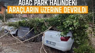 Fırtına yıkılan ağaç araçların üzerine düştü
